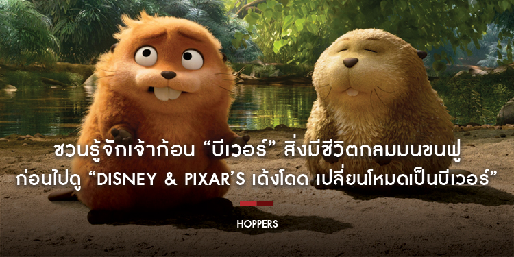 ชวนรู้จักเจ้าก้อน “บีเวอร์” สิ่งมีชีวิตกลมมนขนฟู ก่อนไปดู “Disney & Pixar’s Hoppers เด้งโดด เปลี่ยนโหมดเป็นบีเวอร์”